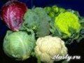 Фото Полезные свойства и виды капусты, как выбрать хорошую капусту